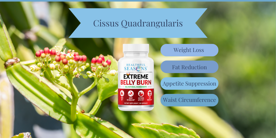 Discover the Benefits of Cissus Quadrangularis